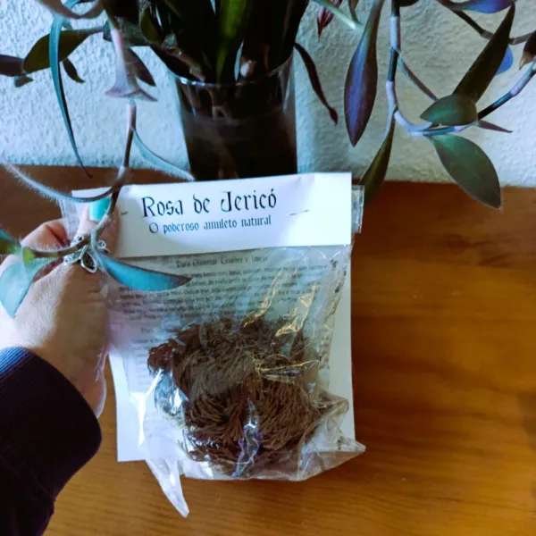 Rosa de Jericó: A Lendária Planta da Ressurreição (Desertos de Alexandria, Egipto) Procura um ativador vivo de superação, proteção e prosperidade? Conheça a Rosa de Jericó (Anastatica hierochuntica), uma das plantas mais místicas e resilientes do planeta. Originária das areias dos desertos de Alexandria, no Egipto, esta planta é famosa pela sua capacidade única de "ressuscitar" após anos de aparente secura. O Milagre da Ressurreição no Seu Lar A Rosa de Jericó não é uma planta comum: é um ativador biológico de Proteção Energética e também da Abundância . No seu estado natural, ela fecha-se numa bola seca e castanha para sobreviver ao calor extremo do deserto. Contudo, ao entrar em contacto com a água, ela abre-se e recupera a sua cor verde, simbolizando a renovação, o renascimento e a vitória sobre as dificuldades. Poder de Atração: Tradicionalmente utilizada para atrair sorte, dinheiro e abundância para o lar. Proteção Energética: Esta planta é conhecida há milénios por absorver as energias negativas, protegendo o lar e quem nele habita. Durabilidade Infinita: Esta planta pode ser seca e "ressuscitada" vezes sem conta, passando de geração em geração, como uma herança mística da família! Tradição e Significado Esotérico Desde a antiguidade que a Rosa de Jericó é venerada em várias culturas. No Egipto, a sua terra natal, é considerada um símbolo de vida eterna. É o artigo ideal para: Rituais de Abundância Financeira: Coloque uma moeda dentro da planta enquanto ela abre para atrair sucesso financeiro! Harmonização Familiar: Manter a planta aberta numa taça com água, na entrada do seu Lar para filtrar as energias de quem entra. Como Cuidar da sua Rosa de Jericó? É surpreendentemente simples interagir com esta maravilha da natureza: Coloque a planta seca numa taça com água (pode ser água mineral ou da chuva). Em poucas horas, verá as suas hastes a desenrolarem-se num espetáculo visual único! Troque a água regularmente e, após alguns dias aberta, deixe-a secar completamente para que possa descansar antes do próximo ciclo. >>> DICA:  A água da Rosa de Jericó, após a planta estar aberta, é muitas vezes utilizada para salpicar os cantos da casa como forma de bênção e limpeza energética! Traga a Magia do Deserto para a sua Vida: Se sente que precisa de uma mudança na sua vida, a Rosa de Jericó é a sua aliada ideal!  Adquira uma peça autêntica do Egipto e deixe que a energia da ressurreição transforme o ambiente do seu lar.