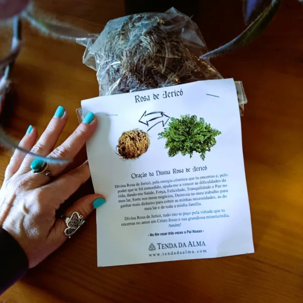 Rosa de Jericó: A Lendária Planta da Ressurreição (Desertos de Alexandria, Egipto) Procura um ativador vivo de superação, proteção e prosperidade? Conheça a Rosa de Jericó (Anastatica hierochuntica), uma das plantas mais místicas e resilientes do planeta. Originária das areias dos desertos de Alexandria, no Egipto, esta planta é famosa pela sua capacidade única de "ressuscitar" após anos de aparente secura. O Milagre da Ressurreição no Seu Lar A Rosa de Jericó não é uma planta comum: é um ativador biológico de Proteção Energética e também da Abundância . No seu estado natural, ela fecha-se numa bola seca e castanha para sobreviver ao calor extremo do deserto. Contudo, ao entrar em contacto com a água, ela abre-se e recupera a sua cor verde, simbolizando a renovação, o renascimento e a vitória sobre as dificuldades. Poder de Atração: Tradicionalmente utilizada para atrair sorte, dinheiro e abundância para o lar. Proteção Energética: Esta planta é conhecida há milénios por absorver as energias negativas, protegendo o lar e quem nele habita. Durabilidade Infinita: Esta planta pode ser seca e "ressuscitada" vezes sem conta, passando de geração em geração, como uma herança mística da família! Tradição e Significado Esotérico Desde a antiguidade que a Rosa de Jericó é venerada em várias culturas. No Egipto, a sua terra natal, é considerada um símbolo de vida eterna. É o artigo ideal para: Rituais de Abundância Financeira: Coloque uma moeda dentro da planta enquanto ela abre para atrair sucesso financeiro! Harmonização Familiar: Manter a planta aberta numa taça com água, na entrada do seu Lar para filtrar as energias de quem entra. Como Cuidar da sua Rosa de Jericó? É surpreendentemente simples interagir com esta maravilha da natureza: Coloque a planta seca numa taça com água (pode ser água mineral ou da chuva). Em poucas horas, verá as suas hastes a desenrolarem-se num espetáculo visual único! Troque a água regularmente e, após alguns dias aberta, deixe-a secar completamente para que possa descansar antes do próximo ciclo. >>> DICA:  A água da Rosa de Jericó, após a planta estar aberta, é muitas vezes utilizada para salpicar os cantos da casa como forma de bênção e limpeza energética! Traga a Magia do Deserto para a sua Vida: Se sente que precisa de uma mudança na sua vida, a Rosa de Jericó é a sua aliada ideal!  Adquira uma peça autêntica do Egipto e deixe que a energia da ressurreição transforme o ambiente do seu lar.
