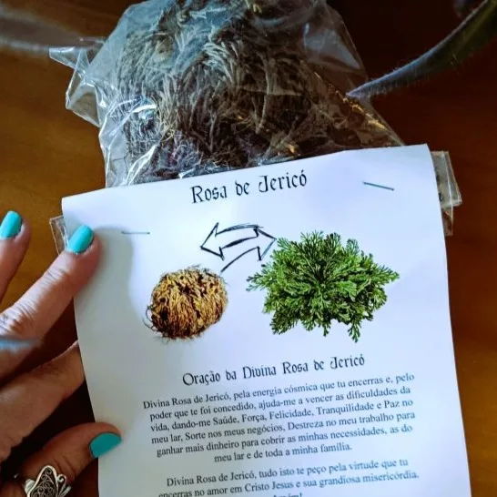 Rosa de Jericó: A Lendária Planta da Ressurreição (Desertos de Alexandria, Egipto) Procura um ativador vivo de superação, proteção e prosperidade? Conheça a Rosa de Jericó (Anastatica hierochuntica), uma das plantas mais místicas e resilientes do planeta. Originária das areias dos desertos de Alexandria, no Egipto, esta planta é famosa pela sua capacidade única de "ressuscitar" após anos de aparente secura. O Milagre da Ressurreição no Seu Lar A Rosa de Jericó não é uma planta comum: é um ativador biológico de Proteção Energética e também da Abundância . No seu estado natural, ela fecha-se numa bola seca e castanha para sobreviver ao calor extremo do deserto. Contudo, ao entrar em contacto com a água, ela abre-se e recupera a sua cor verde, simbolizando a renovação, o renascimento e a vitória sobre as dificuldades. Poder de Atração: Tradicionalmente utilizada para atrair sorte, dinheiro e abundância para o lar. Proteção Energética: Esta planta é conhecida há milénios por absorver as energias negativas, protegendo o lar e quem nele habita. Durabilidade Infinita: Esta planta pode ser seca e "ressuscitada" vezes sem conta, passando de geração em geração, como uma herança mística da família! Tradição e Significado Esotérico Desde a antiguidade que a Rosa de Jericó é venerada em várias culturas. No Egipto, a sua terra natal, é considerada um símbolo de vida eterna. É o artigo ideal para: Rituais de Abundância Financeira: Coloque uma moeda dentro da planta enquanto ela abre para atrair sucesso financeiro! Harmonização Familiar: Manter a planta aberta numa taça com água, na entrada do seu Lar para filtrar as energias de quem entra. Como Cuidar da sua Rosa de Jericó? É surpreendentemente simples interagir com esta maravilha da natureza: Coloque a planta seca numa taça com água (pode ser água mineral ou da chuva). Em poucas horas, verá as suas hastes a desenrolarem-se num espetáculo visual único! Troque a água regularmente e, após alguns dias aberta, deixe-a secar completamente para que possa descansar antes do próximo ciclo. >>> DICA:  A água da Rosa de Jericó, após a planta estar aberta, é muitas vezes utilizada para salpicar os cantos da casa como forma de bênção e limpeza energética! Traga a Magia do Deserto para a sua Vida: Se sente que precisa de uma mudança na sua vida, a Rosa de Jericó é a sua aliada ideal!  Adquira uma peça autêntica do Egipto e deixe que a energia da ressurreição transforme o ambiente do seu lar.